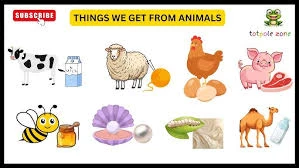 Animals and its products